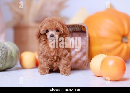 Apricot poodle puppy standing among pumpkins with round fruit, woven basket and warm neutral backdrop Stock Photo
