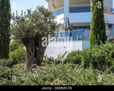 Old olive tree with rough textured wide trunk and a small crown grows near modern white building in Larnaca, Cyprus. Natural heritage concept. Stock Photo