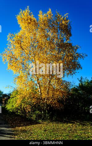 White Birch tree with bright yellow leaves next to a footpath under a blue sky  in the autumn Stock Photo