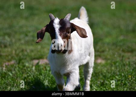 Close-up portrait of a baby goat with a brown head, white body, small horns, and long floppy ears. Captured outdoors in natural light. Concept of inno Stock Photo