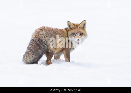 Red fox, Vulpes vulpes, adult fox in the snow, winter, Italy Stock Photo