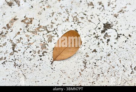 Dry Brown Leaf on Aged White Concrete Background Stock Photo