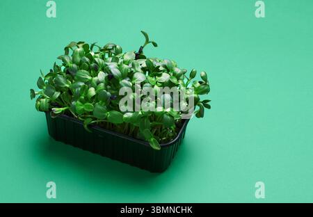 Fresh micro greens in a plastic box on greens background Stock Photo