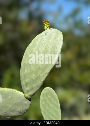 Cactus Opuntia Nopales prickly pear plant on blurred bokeh background. Cochineal nopal cactus or Opuntia cochenillifera Stock Photo