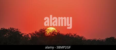 Red glowing sun setting behind trees, sunset, Kruger National Park, South Africa, Africa Stock Photo