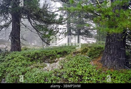 A pine tree in the woods. A large conifer Stock Photo