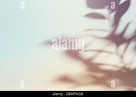 Natural foliage shadow on gradient paper background. Abstract pastel floral backdrop. Soft light Stock Photo