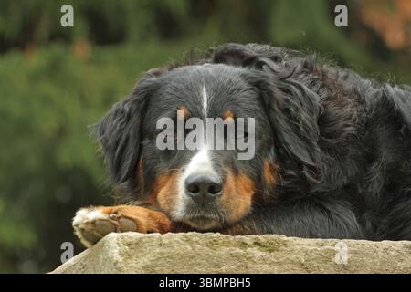 Bernersennenhund, hund, hunde, dog, berner, sennenhund, tier, animal, haustier, schwarz, braun, weiss, stock, bank, hofhund, hundefoto, hundeportrait Stock Photo