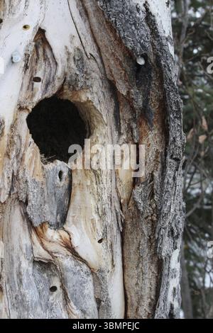 Bird Nest Hole Inside a Spruce Tree Stock Photo