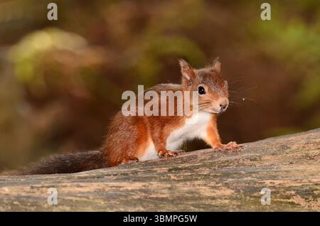 Adult red squirrel. Brownsea Island, Dorset, UK Stock Photo