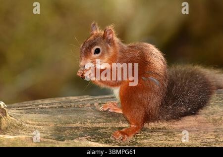 Adult red squirrel. Brownsea Island, Dorset, UK Stock Photo