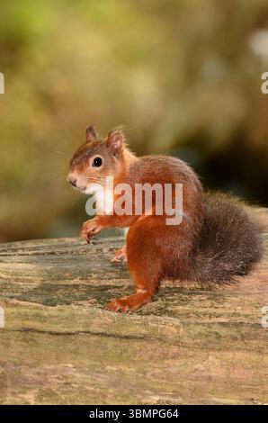 Adult red squirrel. Brownsea Island, Dorset, UK Stock Photo