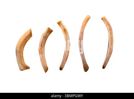 Row of thin clean fried pork ribs as leftover isolated on white Stock Photo