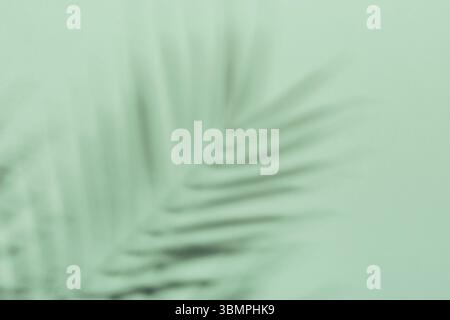Natural palm leaves shadow on gradient paper background. Abstract blue and mint tropical backdrop. Soft light Stock Photo