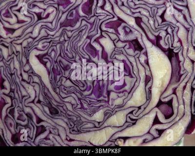 Close-up of a cut red cabbage revealing beautiful concentric purple and white layers Stock Photo