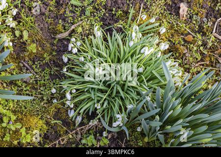 White light fairy bells seen from above bring variety to a green winter meadow Stock Photo