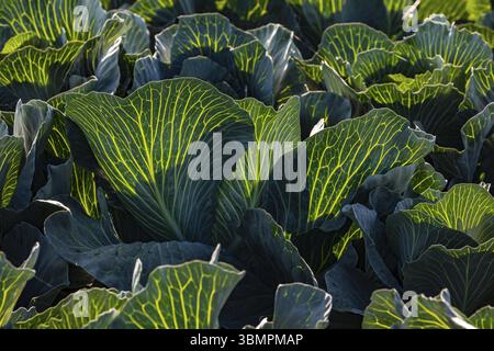 Yellow grain and leaf veins on cabbage against the light and sun in autumn, Germany, Europe Stock Photo