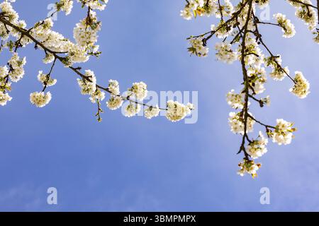 White cherry blossoms on a branch make a fresh and friendly mood in springtime Stock Photo
