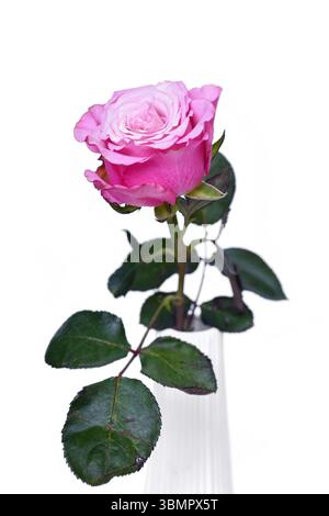 Single pink rose flower in vase on white background Stock Photo
