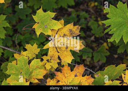 Several leaves of maple or Norway maple in green, yellow and orange in fall Stock Photo