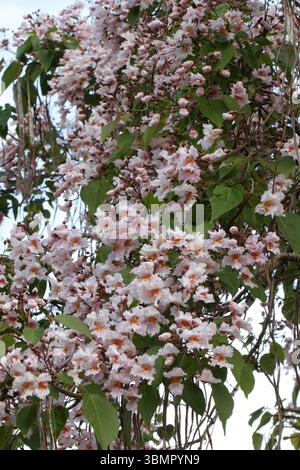 Catalpa bungei Fargesii, Chinese Bean Tree, Chinese catalpa, Farges ...