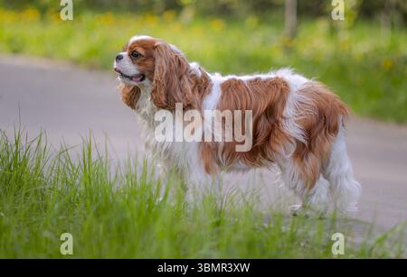 Cavalier King Charles Spaniel dog on a walk in the summer park. Stock Photo