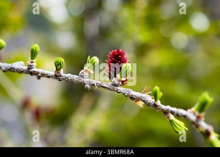 Red pine cone with emerging green buds on a larch tree branch Stock Photo