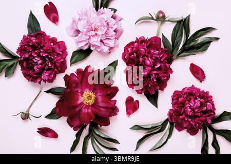 Pattern of purple and pink peony flowers on pink background Stock Photo
