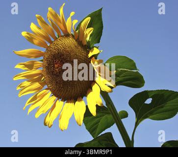 Sunflower with bright yellow petals and dark brown center facing the sun on a clear blue sky background Stock Photo