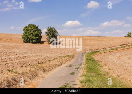 Cyclist with e-bike riding on lonely dirt road up hill through dried up fields and two trees, Germany, Europe Stock Photo