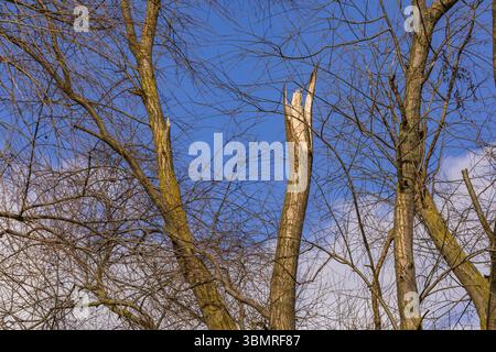 Sunshine after the strong winter storm shows the forest damage and tree breakage Stock Photo