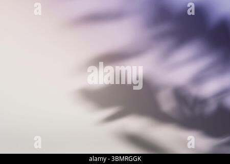 Natural leaves on branch shadow on gradient paper background. Abstract lilac floral backdrop. Soft light Stock Photo