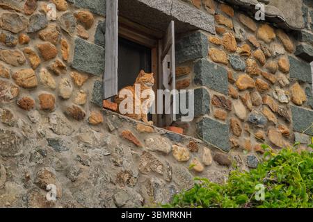 A cat is sleeping on the window of a stone house Stock Photo
