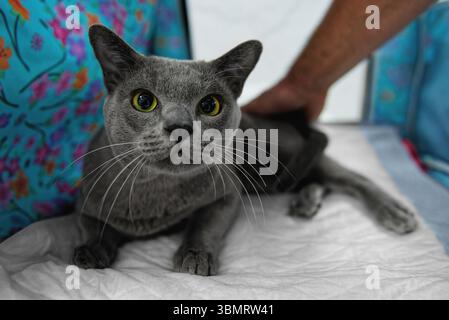 The Russian blue cat is lying on a white rug. Close-up. Stock Photo
