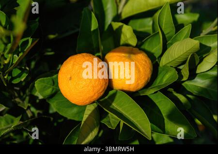 Two ripe tangerines on a branch among the green foliage. Close-up. Stock Photo