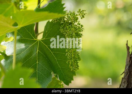 Blooming Grapevine Flowers on a Sunny Day, High Resolution Macro Showing Buds and Fine Botanical Details for Agriculture or Nature Themes Stock Photo