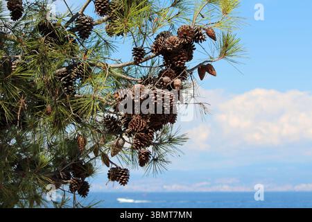 Maritime pine Pinus pinaster, also called cluster pine and umbrella pine, shows dense brown cones and long green needles on branches, set against Stock Photo