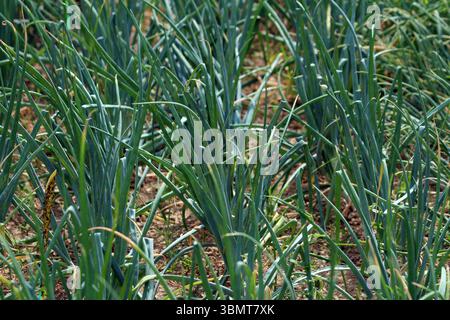 Onion Allium cepa, also called bulb onion and common onion, forms dense rows of upright blue-green tubular leaves growing in cultivated soil, typical Stock Photo