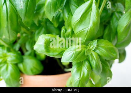 Fresh basil plant with green leaves for green potted herbs culinary concept Stock Photo