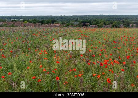 Colourful wildflower meadow, field of red poppies and mauve borage, in summer, Odiham, Hampshire, England, UK Stock Photo