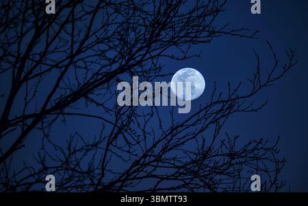 Full moon during Blue hour Stock Photo