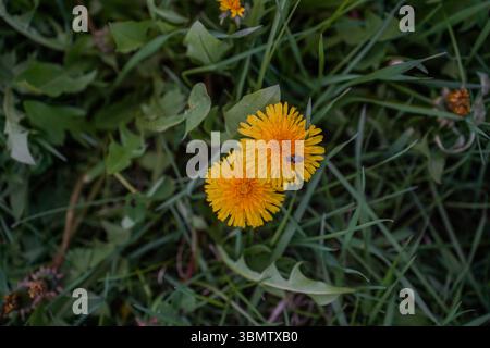 Taraxacum erythrospermum, known by the common name red-seeded dandelion, is a species of dandelion introduced to North America. Stock Photo