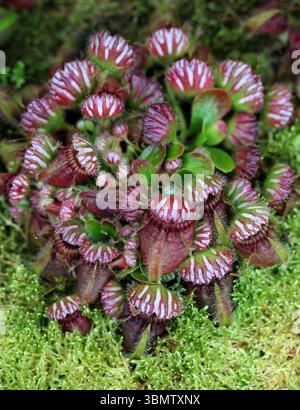 Albany Pitcher Plant, Western Australian Pitcher Plant, Australian Pitcher Plant or Fly-catcher Plant, Cephalotus follicularis, Cephalotaceae. Stock Photo