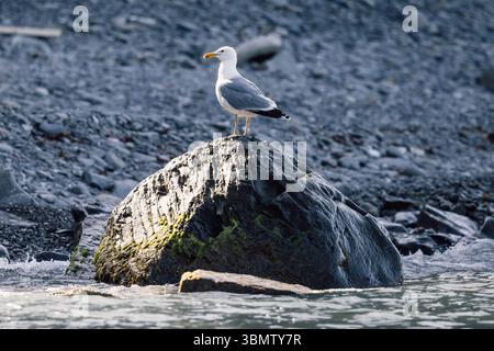 Seagull bird on the rock on sea coastline Stock Photo