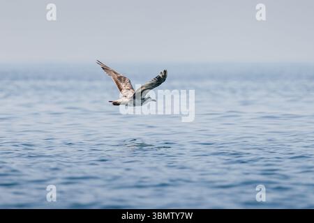 Flying seagull over the sea, marine bird Stock Photo