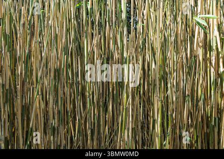Hortus botanicus Leiden: A dense wall of bamboo stalks, varying in color and texture, creating a natural screen or backdrop. Ideal for themes of natur Stock Photo