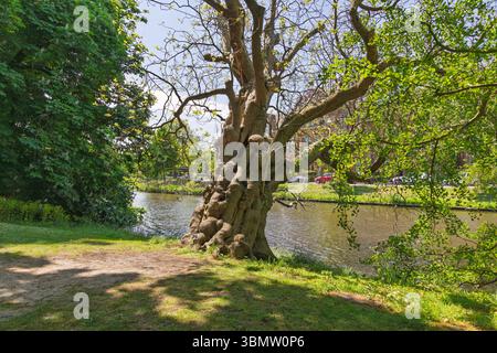 Hortus botanicus Leiden: A majestic old tree with a gnarled trunk stands by a calm river, bathed in sunlight. Ideal for themes of nature, tranquility, Stock Photo