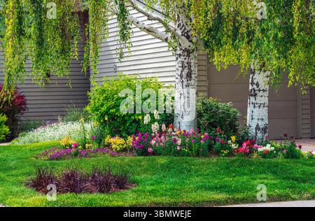 Weeping Birch or Silver Birch Trees with their white bark and flowing branches are a nice complement to the colorful Snapdragon flowers growing below. Stock Photo