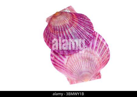 Scallops isolated on a white background, very fresh Stock Photo
