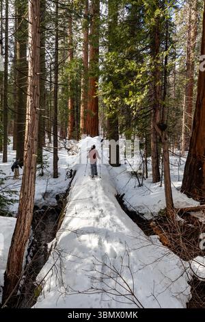 Big Trees State Park, USA - March 24, 2023: Snowshoe hiker follows path across fallen redwood tree in snow covered forest Stock Photo